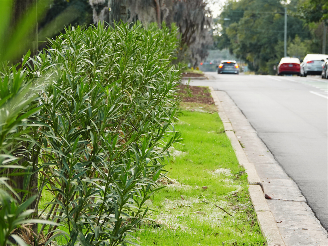 Fifth Avenue median