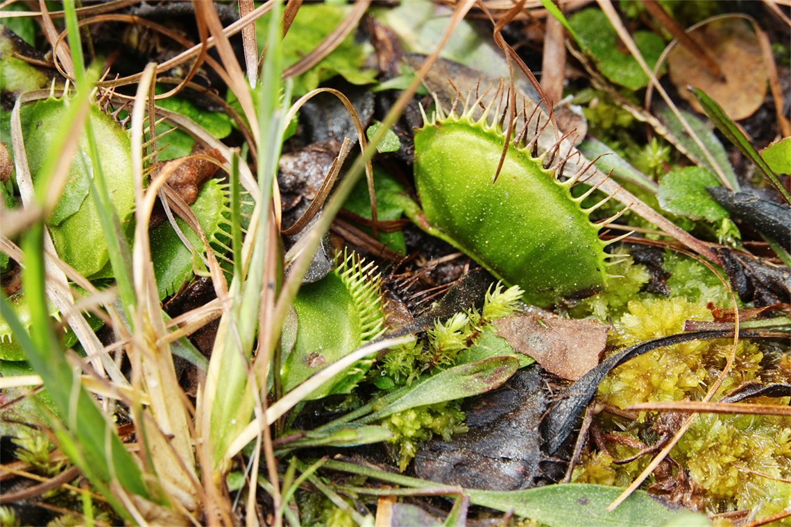 Venus flytraps