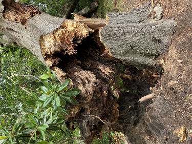 Laurel Oak Photos