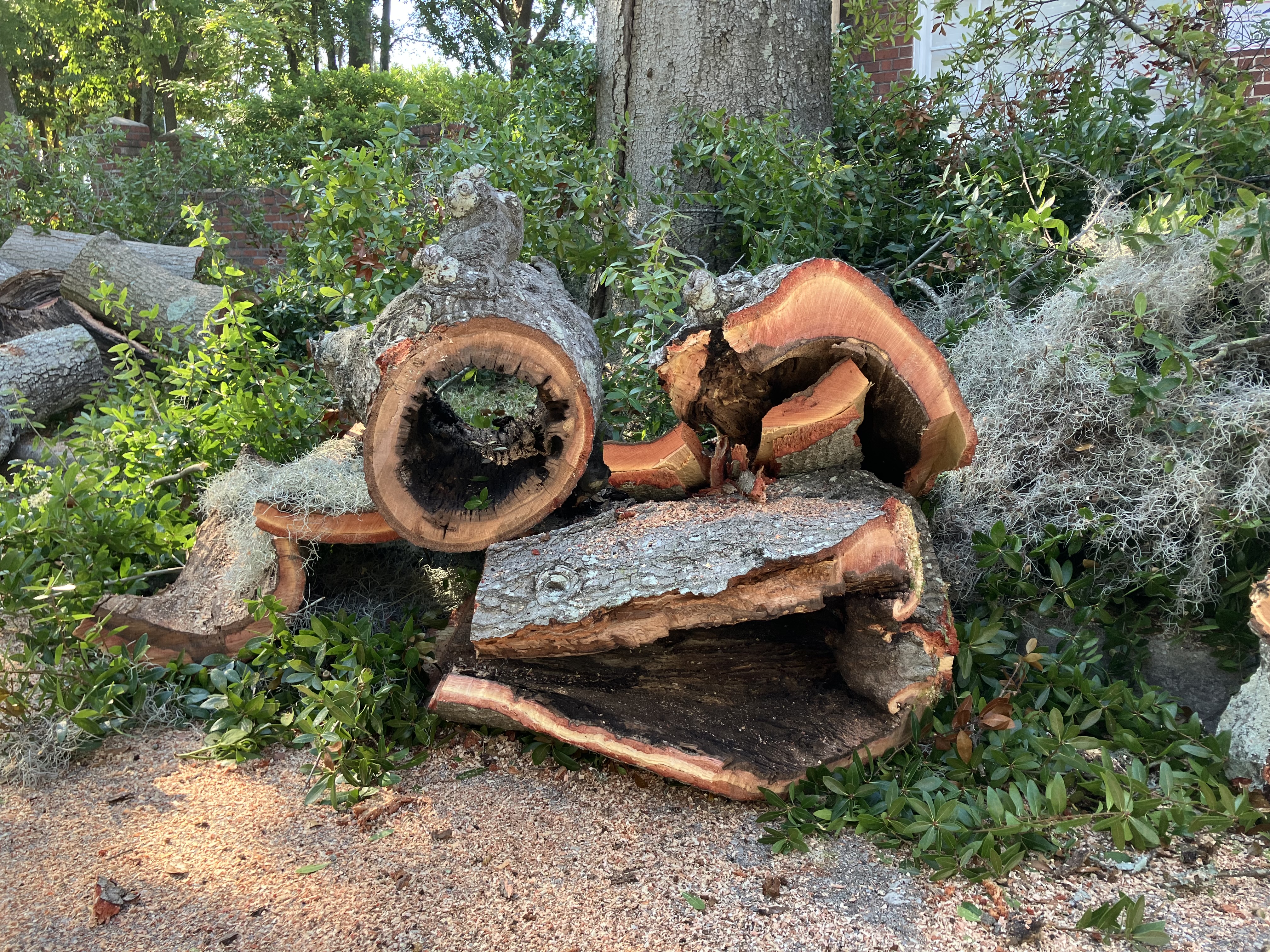 Laurel oaks on Market Street suffer heart rot and need to be removed.