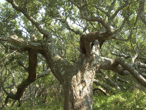 tree branches looking up iStock_000008258817Large.jpg