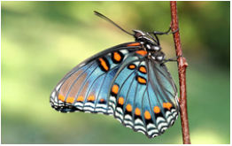 Red-spotted Purple, Donald Hall, University of Florida