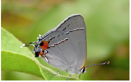 Gray Hairstreak, MJ Corzer, 2015