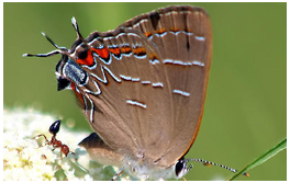 Soapberry Hairstreak, Kayla King, 2015