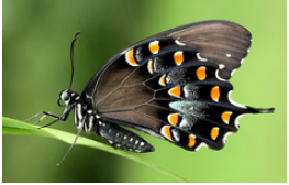 Spicebush Swallowtail, Donald Hall, University of Florida