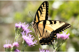 Tiger Swallowtail, Donald Hall, University of Florida