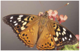 Hackberry Emperor, Jerry Butler, University of Florida