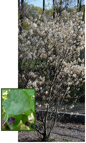 Eastern Serviceberry tree with leaf detail inset