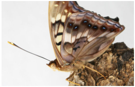 Tawny Emperor, Donald Hall, University of Florida