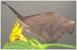 American Snout, Jerry Butler, University of Florida
