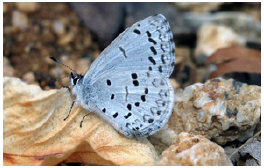 Spring Azure, Vitaly Charny, 2010