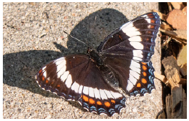 Western White Admiral, Andrew McKinlay