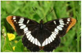 Lorquin's Admiral, Peter J. Bryant, 2005