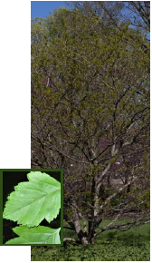 Green Hawthorn tree with leaf detail inset