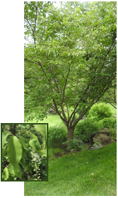 Black Cherry tree with leaf detail inset