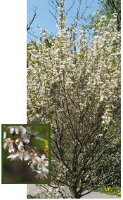 American Wild Plum tree in flower with blossom detail inset