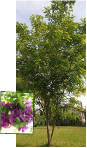 Bristly Locust tree with blossom detail inset