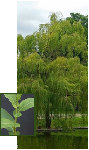 Willow tree with leaf detail inset