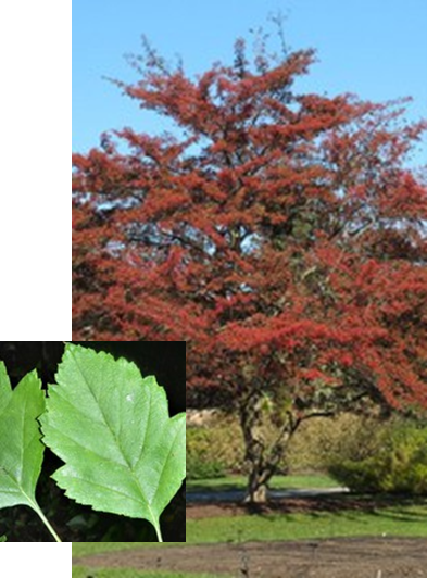 Green Hawthorn with leaf detail