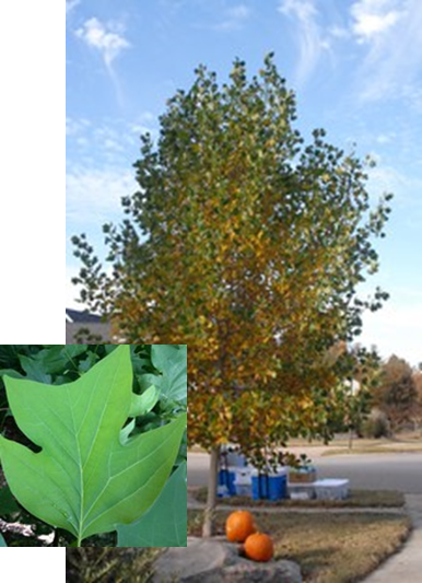 Tulip Poplar with leaf detail