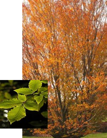 American Beech with leaf detail