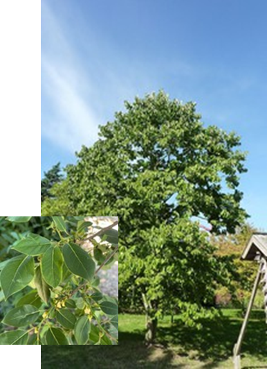 American Persimmon with leaf detail