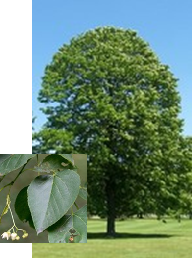 Basswood with leaf detail