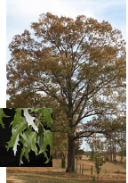 Southern Red Oak with leaf detail
