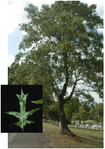 Turkey Oak with leaf detail