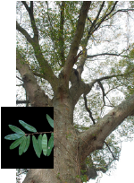 Laurel Oak with leaf detail