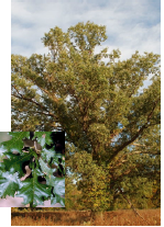 Overcup Oak with leaf detail