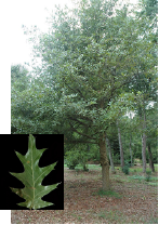 Cherrybark Oak with leaf detail