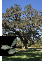 Live Oak with leaf detail