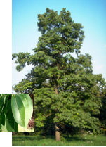 Persimmon with leaf detail