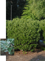 Inkberry with leaf detail