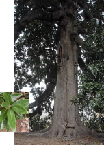 Southern Magnolia with leaf detail