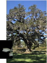 Live Oak with leaf detail