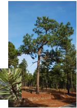 Longleaf Pine with needles detail
