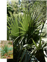 Dwarf Palmetto with leaf detail
