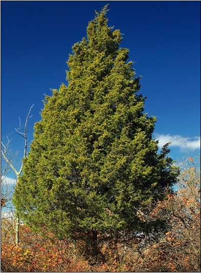 Eastern Red Cedar