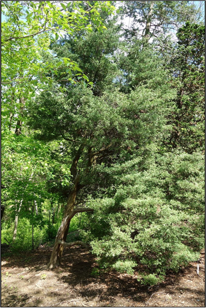 Atlantic White Cedar