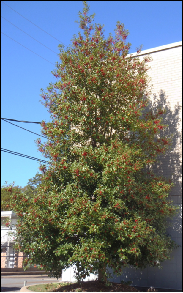 American Holly
