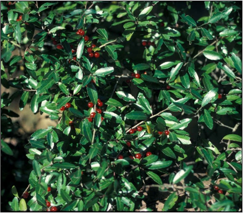 Yaupon Holly