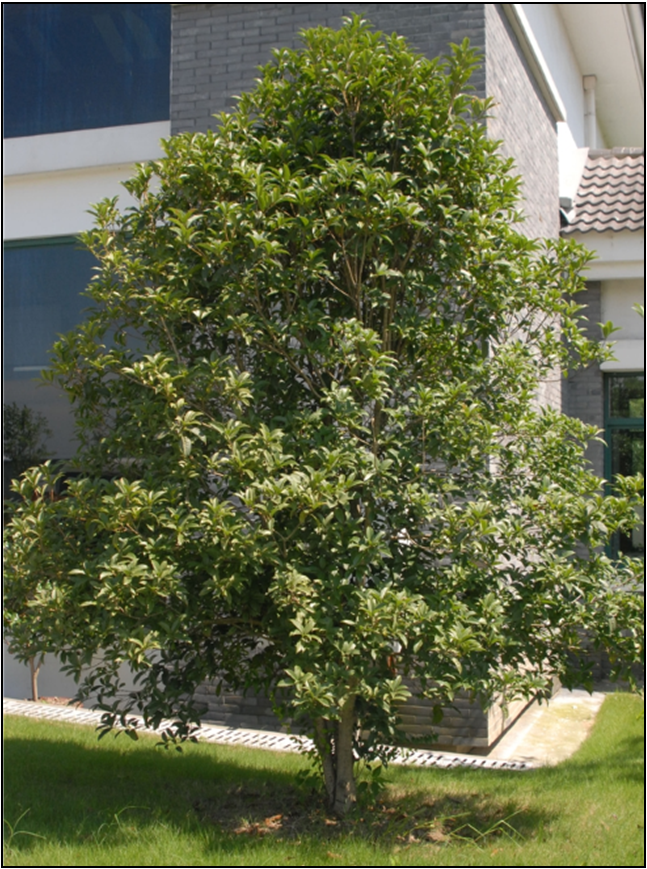 Sweet Olive Tree