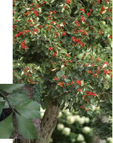 Eastern Mayhaw with leaf detail