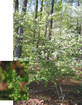 Parsley Hawthorn with leaf detail