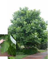 Big-Leaf Magnolia with leaf detail 