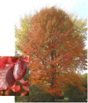 Black Gum with leaf detail