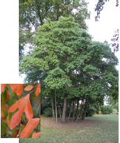 Common Sassafras with leaf detail