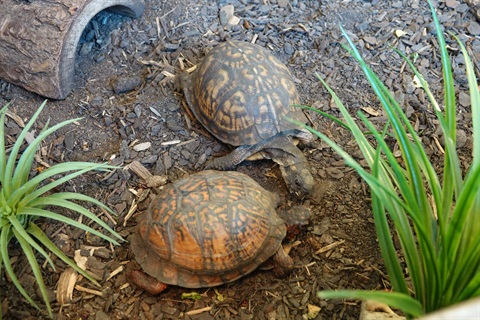 two box turtles.JPG